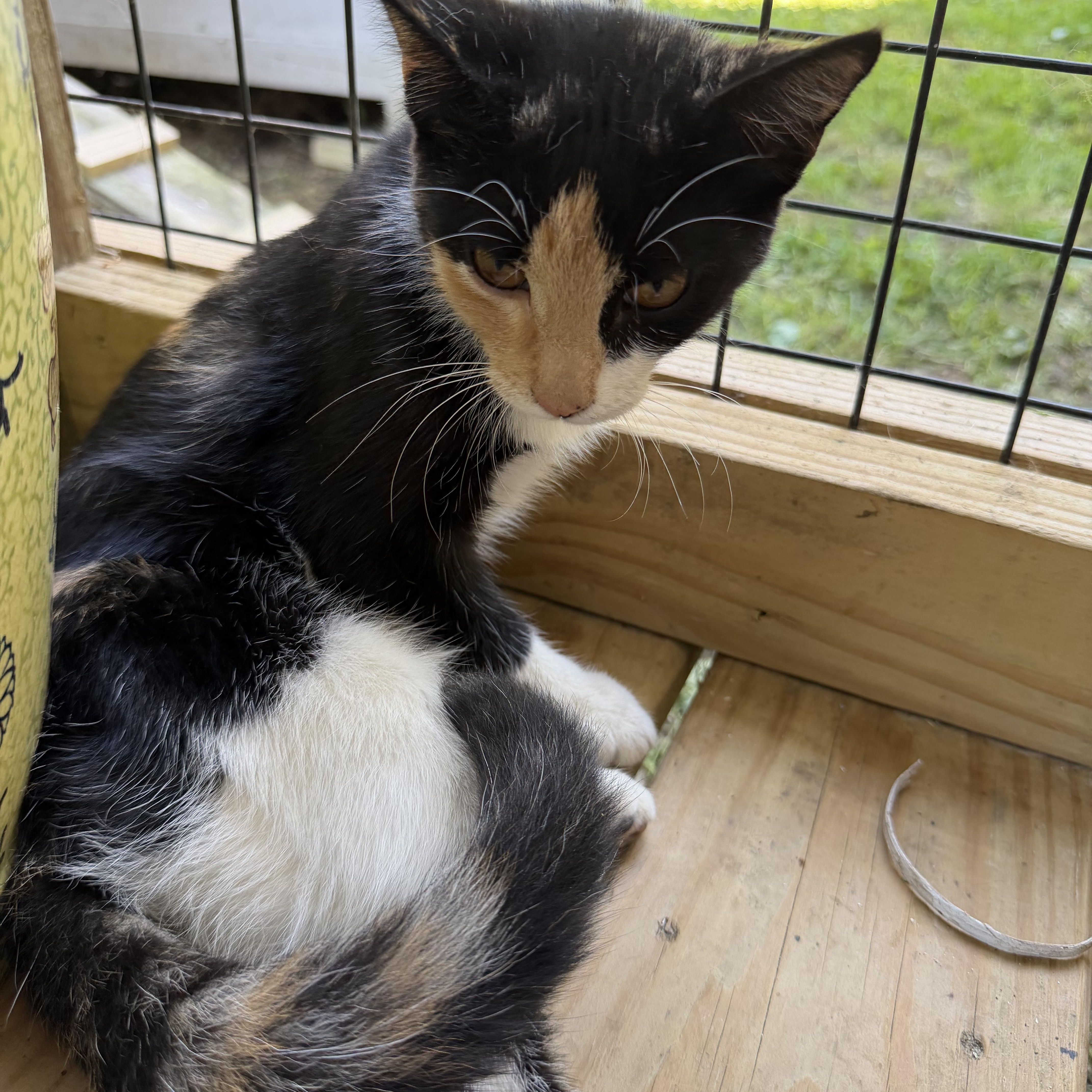 A baby medium-sized female Calico cat named Dolly for adoption in Wadsworth, IL