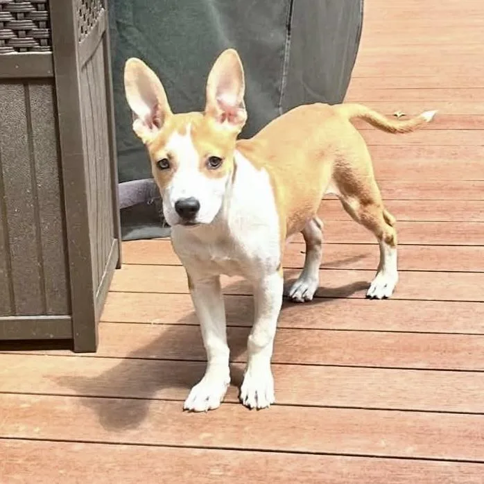 A baby medium-sized female Terrier dog named Daisy Mae for adoption in Muskego, WI