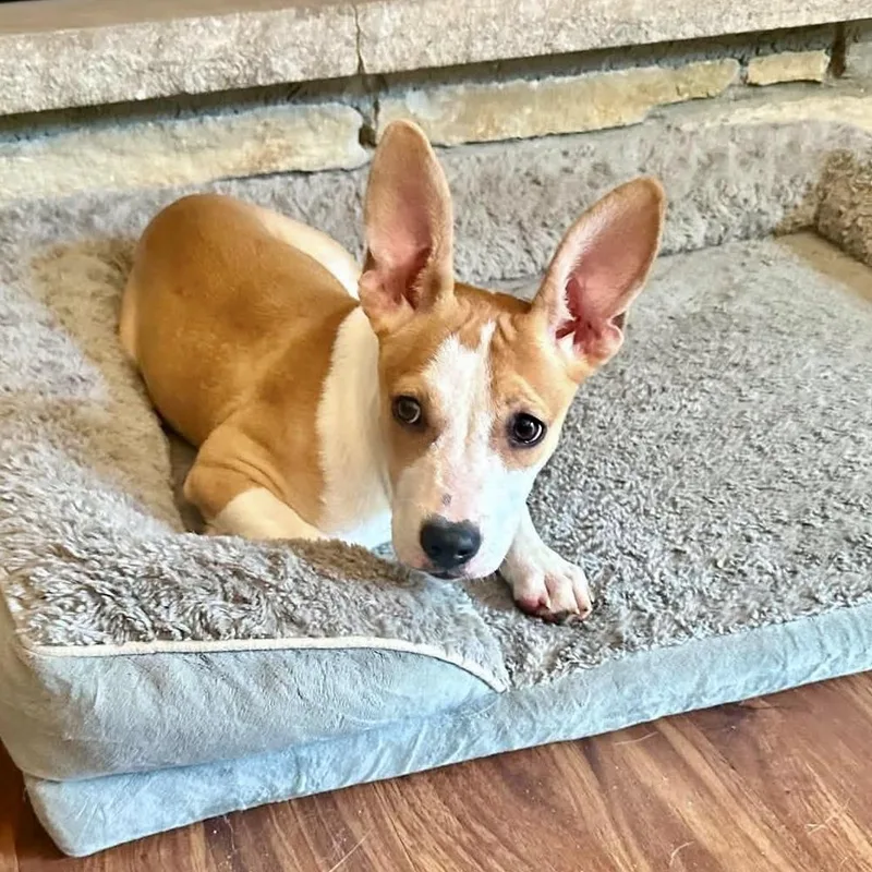 Daisy Mae thumbnail 2