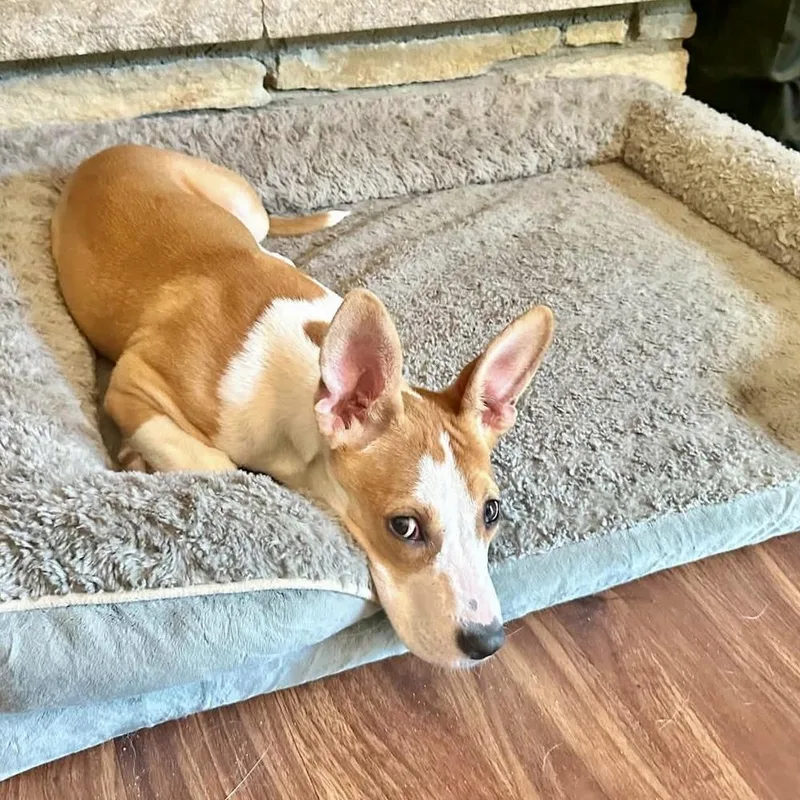 Daisy Mae thumbnail 3