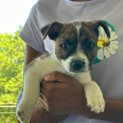 Nala