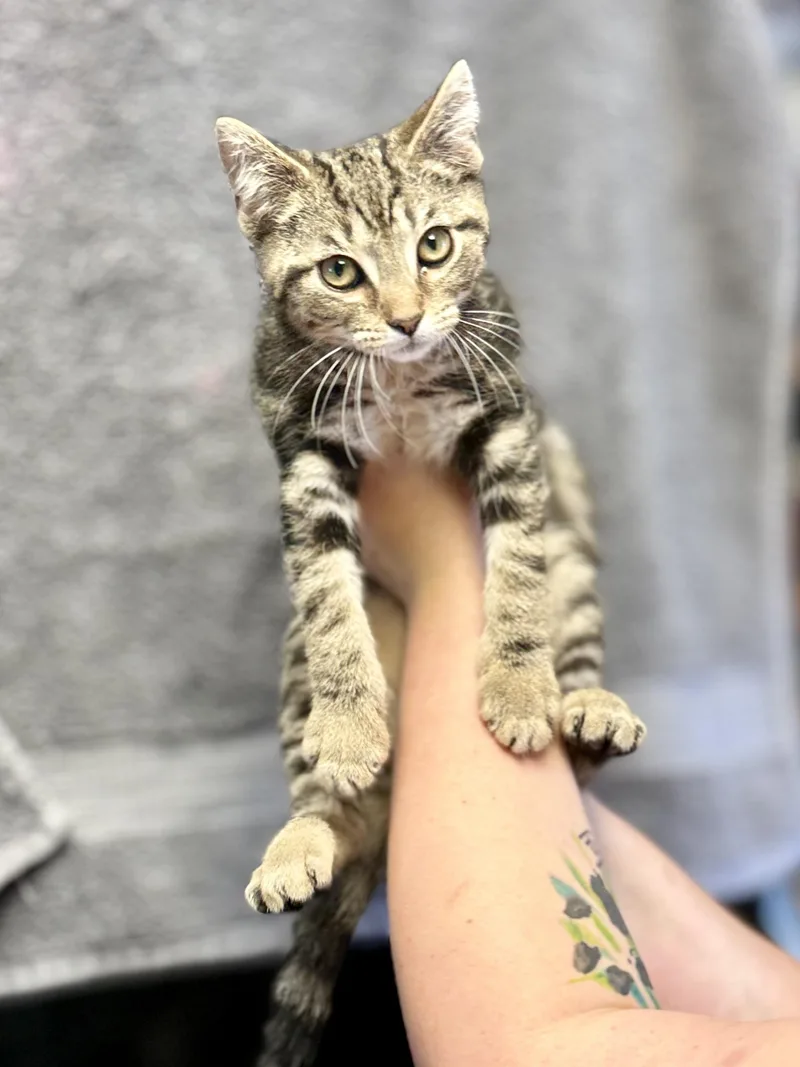 A baby medium-sized male Tabby (Brown / Chocolate) Domestic Short Hair cat named Francis for adoption in Anderson, IN