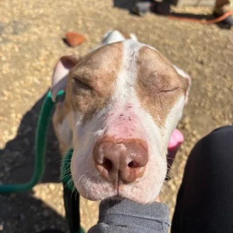 A young medium-sized male Yellow / Tan / Blond / Fawn Mixed Breed dog named Keeboo for adoption in Philadelphia, PA