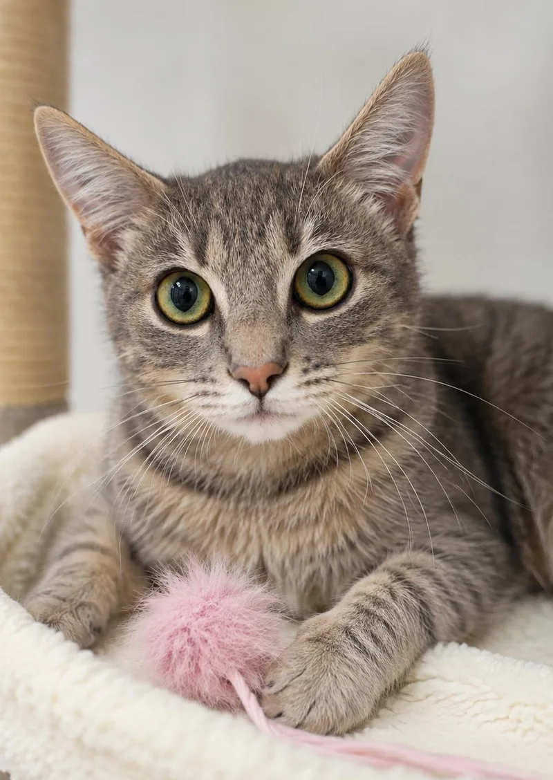 A baby medium-sized female Tabby (Gray / Blue / Silver) Domestic Short Hair cat named Miss Rascal for adoption in Ellijay, GA