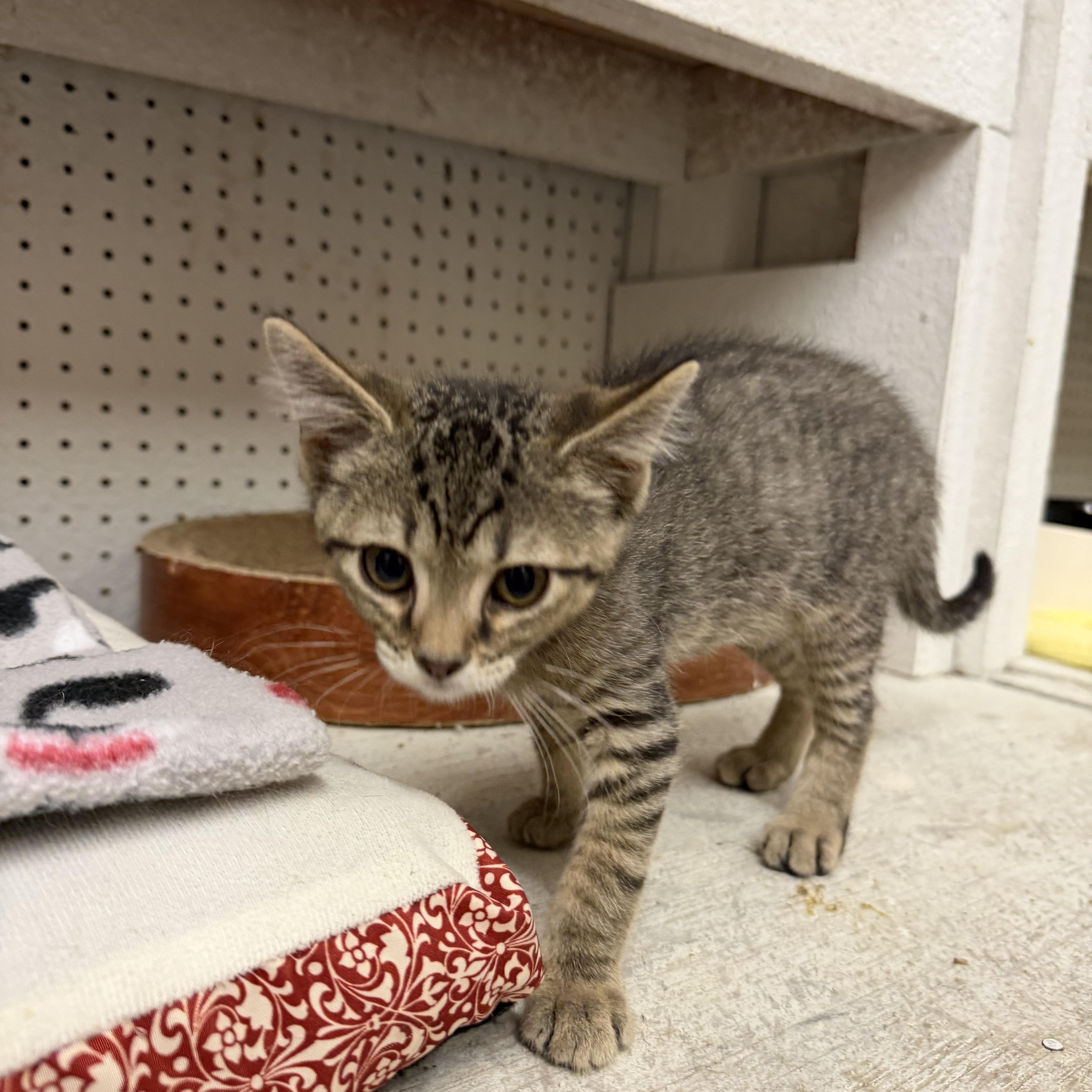 A baby small-sized male Tabby (Brown / Chocolate) Domestic Short Hair cat named Big T for adoption in Mauston, WI