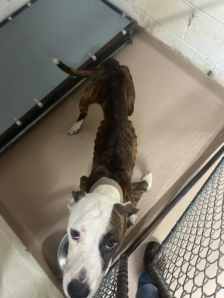 A young large-sized male Pit Bull Terrier dog named Milo for adoption in Nacogdoches, TX
