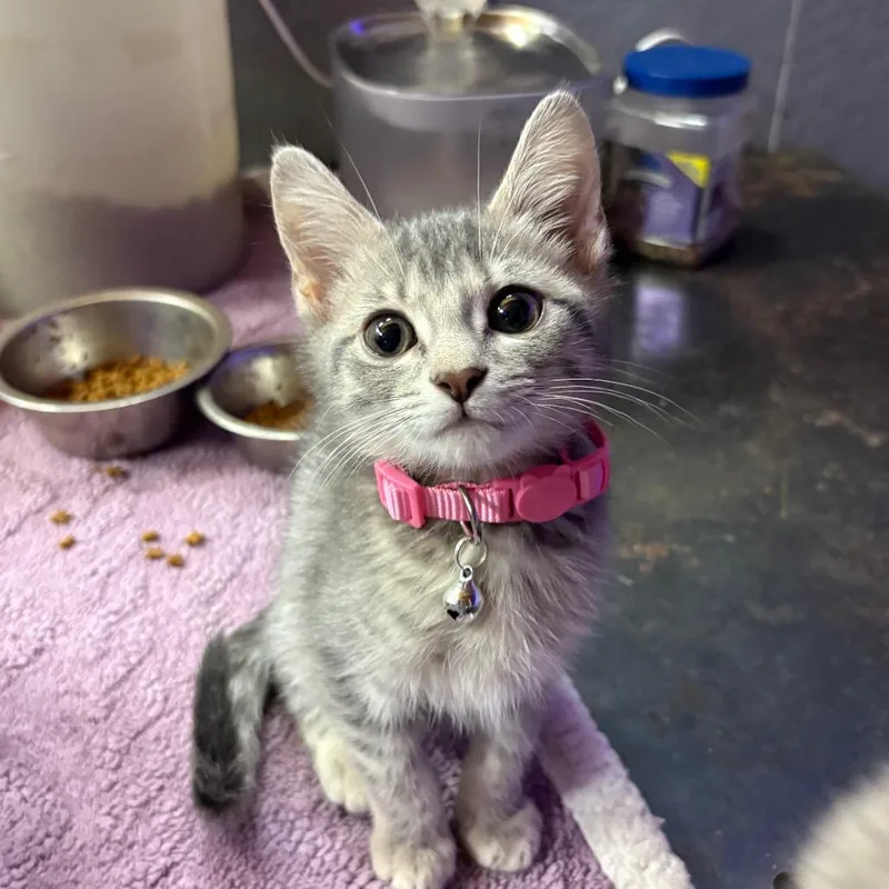 A baby small-sized female Gray / Blue / Silver Domestic Short Hair cat named Meredith for adoption in Greenfield, IN