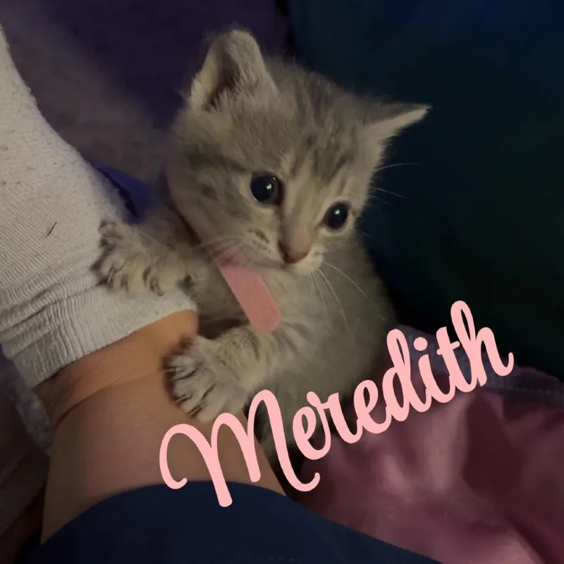 Meredith thumbnail 2