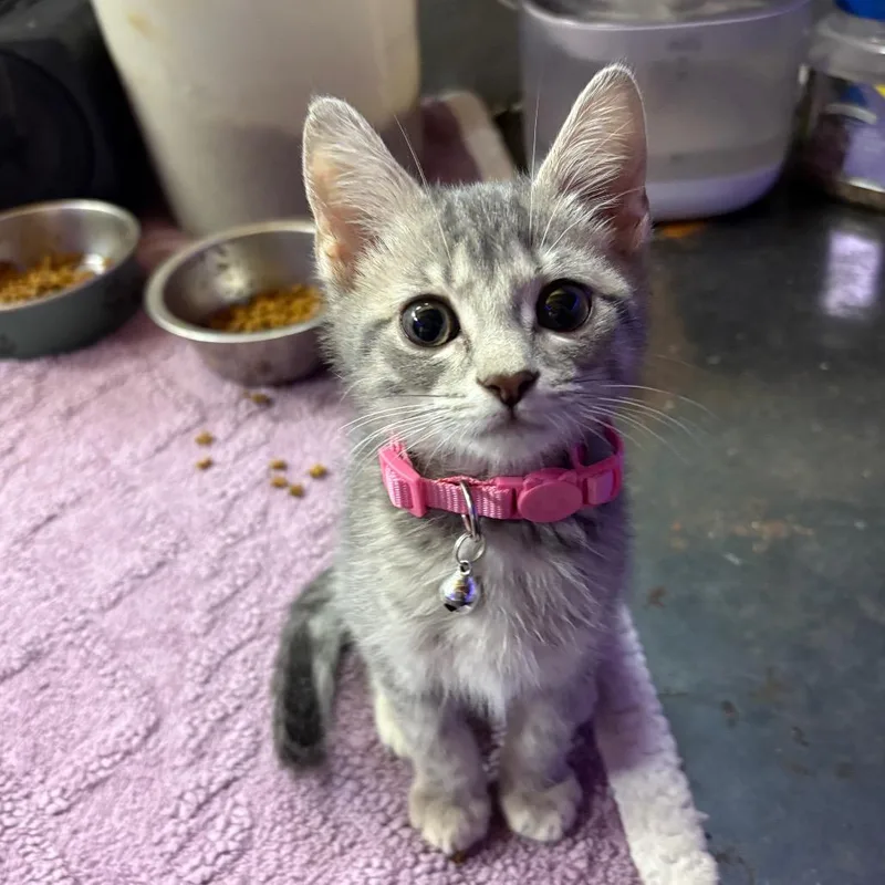Meredith thumbnail 3