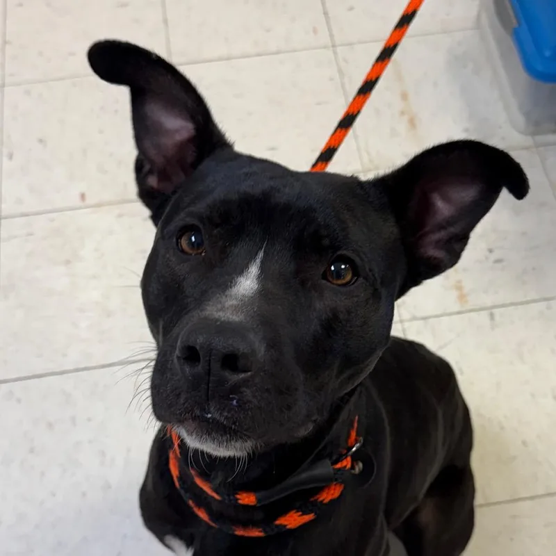 A young medium-sized female Brindle Pit Bull Terrier dog named Julie for adoption in Jacksonville, AR