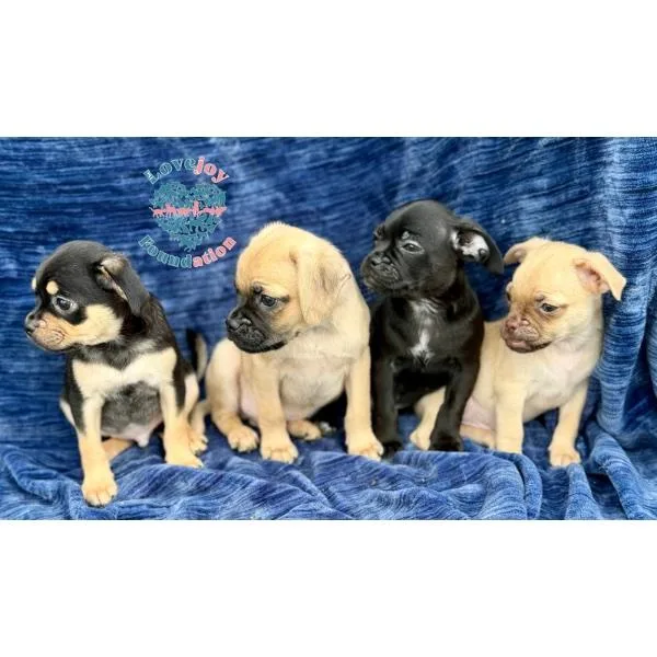 A baby small-sized male Black Chug dog named Bashful for adoption in Inglewood, CA