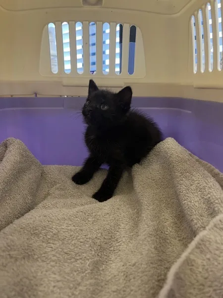 A baby medium-sized female Domestic Short Hair cat named Mazzy for adoption in Napa, CA
