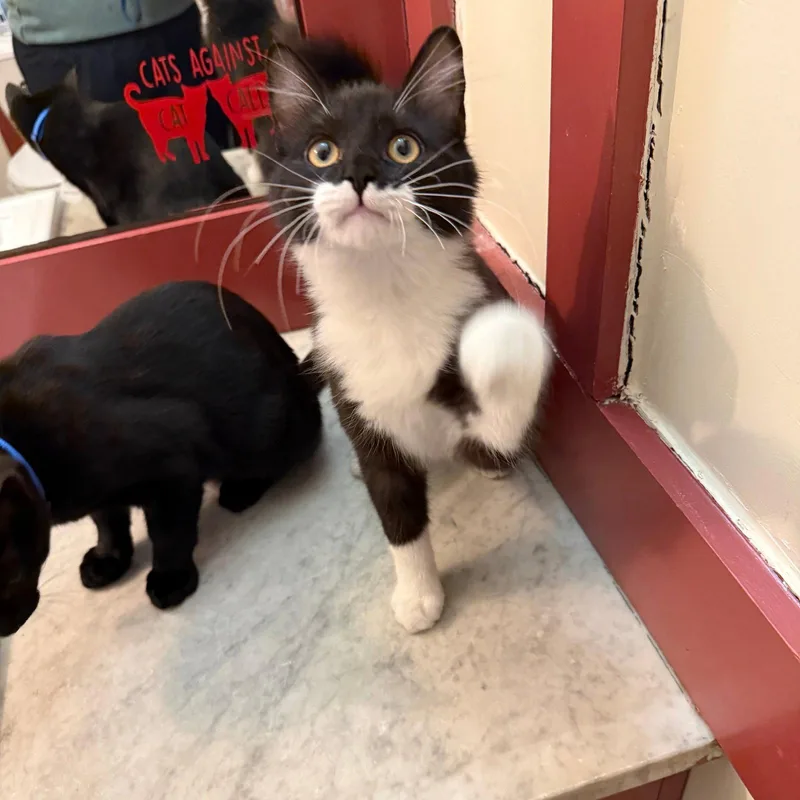 A baby medium-sized male Black & White / Tuxedo Domestic Medium Hair cat named Paprika & Hakeem for adoption in Brooklyn, NY