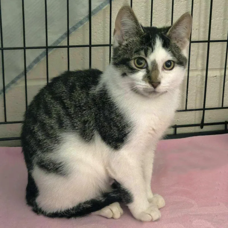 A baby medium-sized male White Domestic Short Hair cat named Zucchini for adoption in Plover, WI