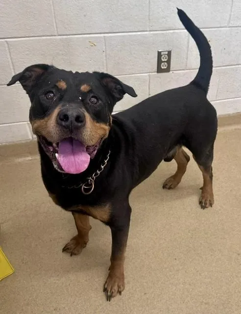 An adult medium-sized male Rottweiler dog named Rover for adoption in Derwood, MD