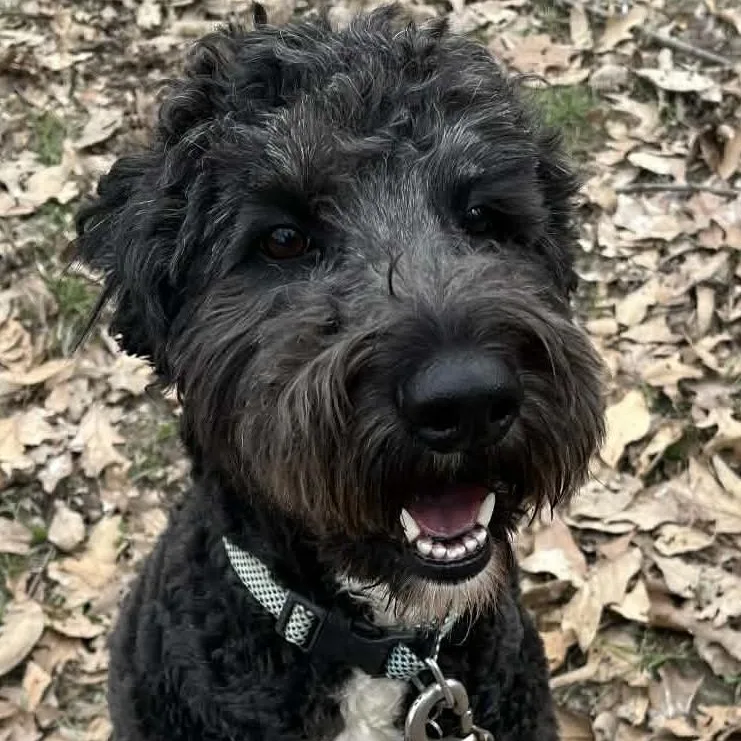 Coco & Milo thumbnail 2