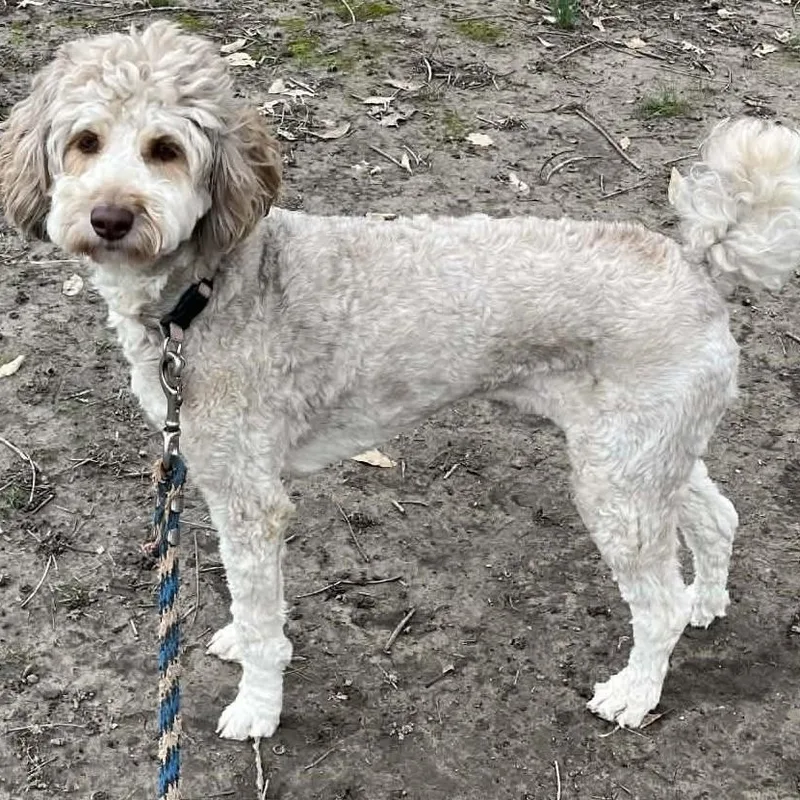 Coco & Milo thumbnail 4