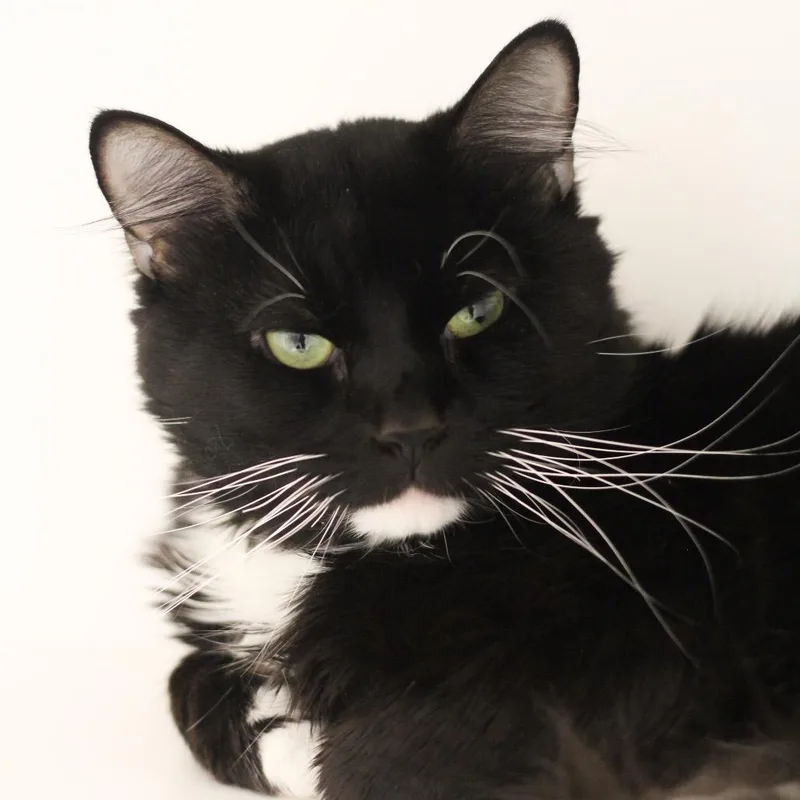 An adult large-sized male Domestic Medium Hair cat named Stormie for adoption in Cumming, GA