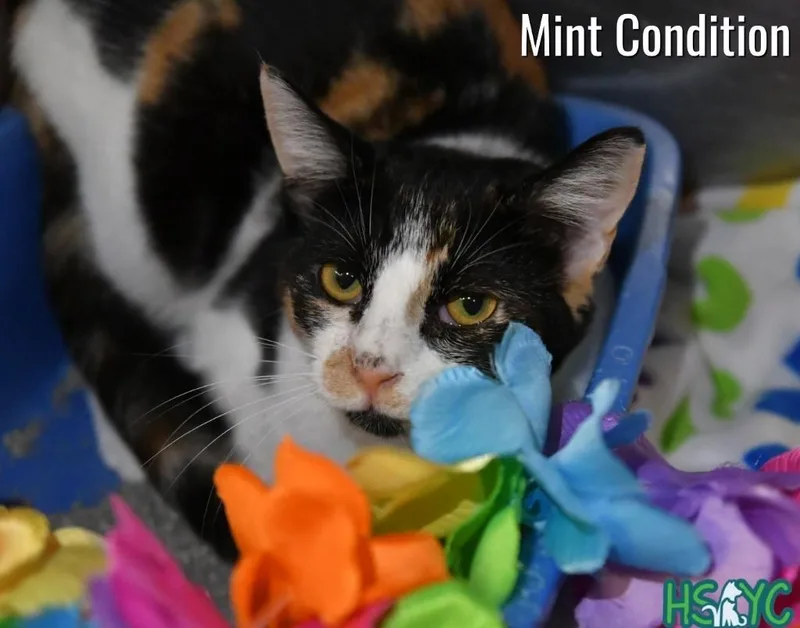 A baby medium-sized female Domestic Short Hair cat named Mint Condition for adoption in Fort Mill, SC