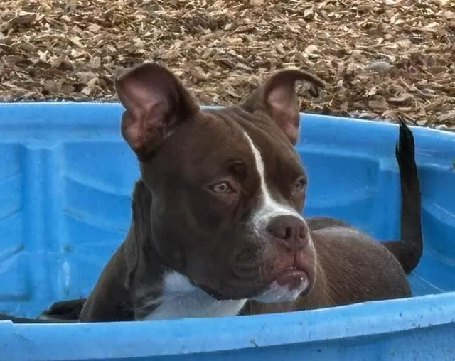 A young medium-sized female Pit Bull Terrier dog named Brookie for adoption in Albuquerque, NM
