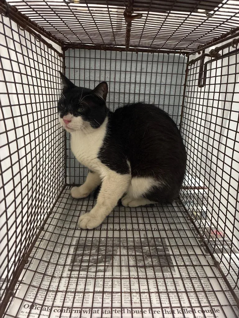 A young medium-sized male Domestic Short Hair cat named Goodwin for adoption in New Braunfels, TX