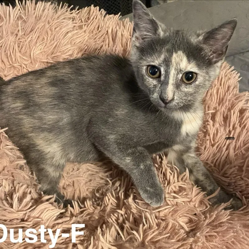 A baby medium-sized female Dilute Calico Domestic Short Hair cat named Dusty DM for adoption in Austin, TX