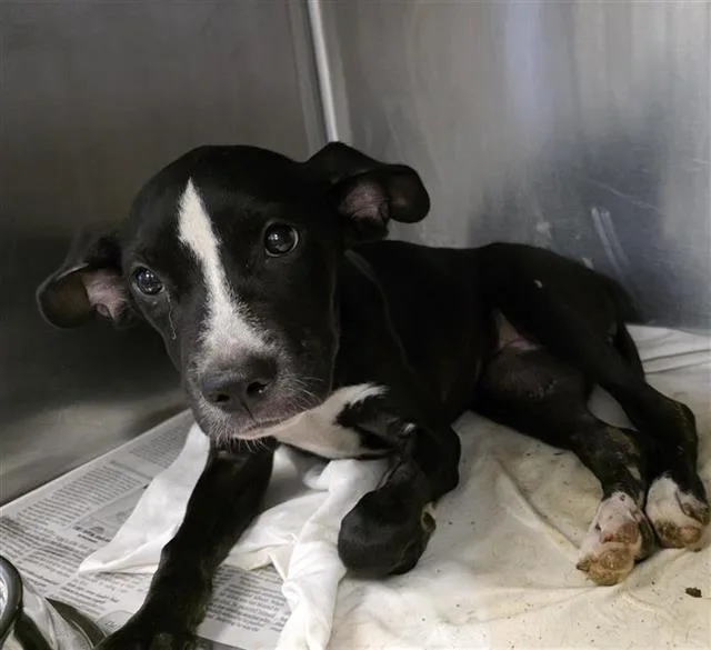 A baby medium-sized female Labrador Retriever dog named Tootsie for adoption in San Antonio, TX