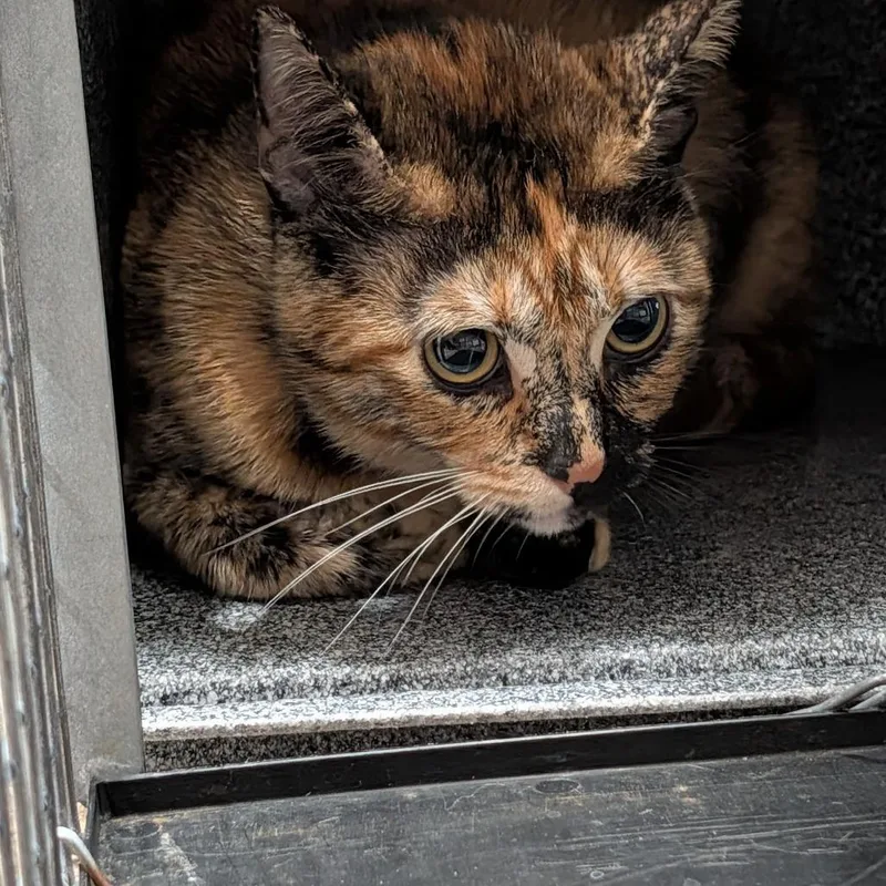 An adult large-sized female Torbie Domestic Medium Hair cat named Lana for adoption in League City, TX