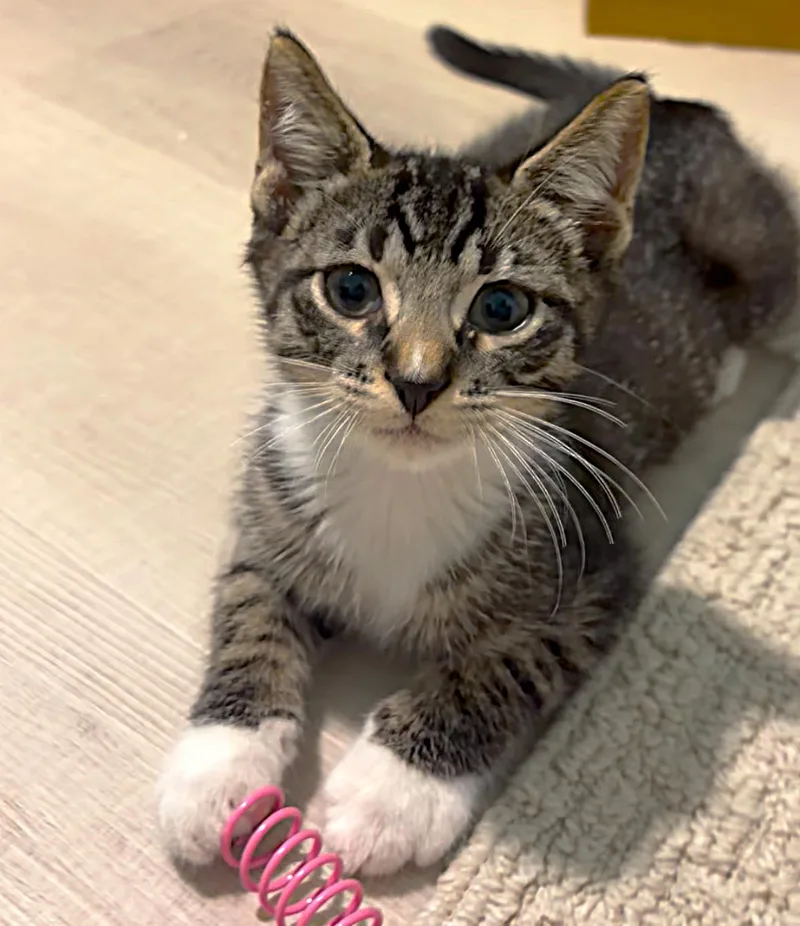 A baby medium-sized male Tabby cat named Blueberry for adoption in Fort Myers, FL
