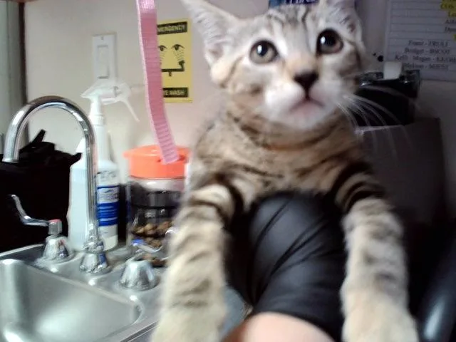 A baby small-sized female Domestic Short Hair cat named Windy for adoption in Martinez, CA