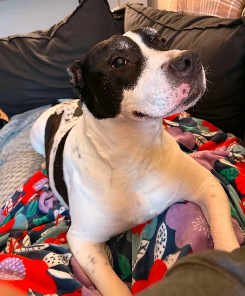 An adult large-sized male Mixed Breed dog named Scotty for adoption in Fairmont, WV