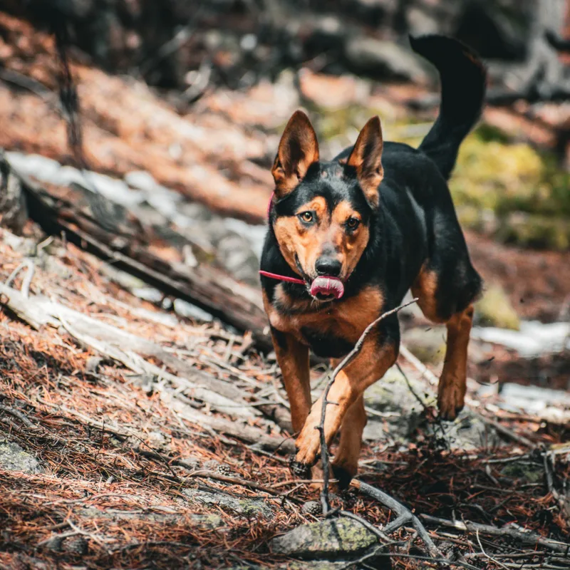 Elliemae thumbnail 2