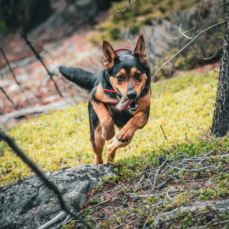 Elliemae thumbnail 3