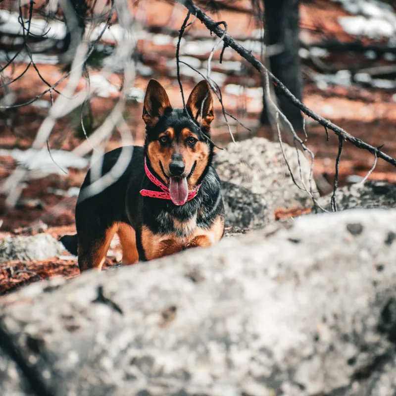 A young medium-sized female Australian Kelpie dog named Elliemae for adoption in Newport, WA