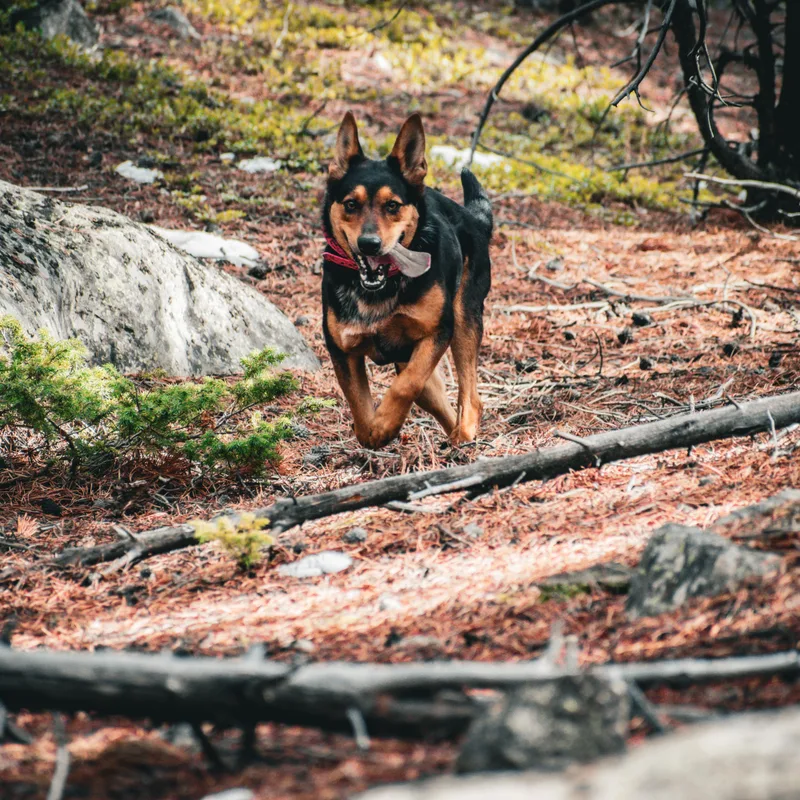 Elliemae thumbnail 4