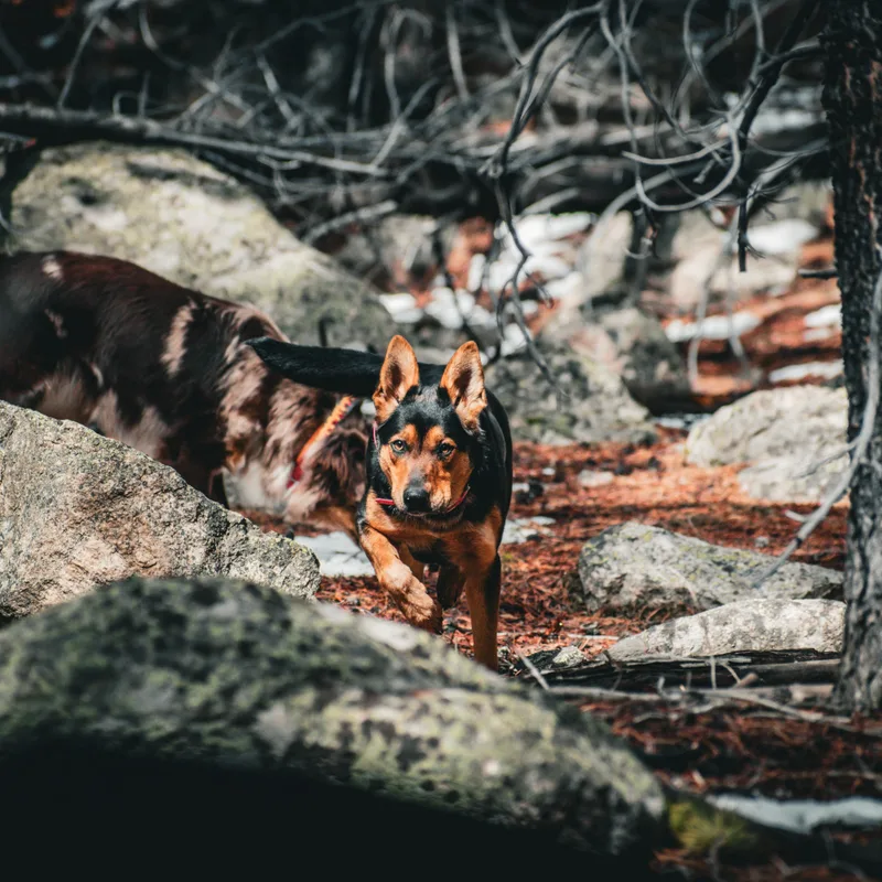 Elliemae thumbnail 5