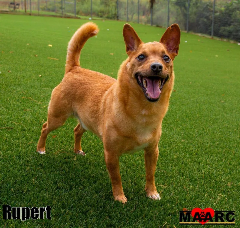 Rupert