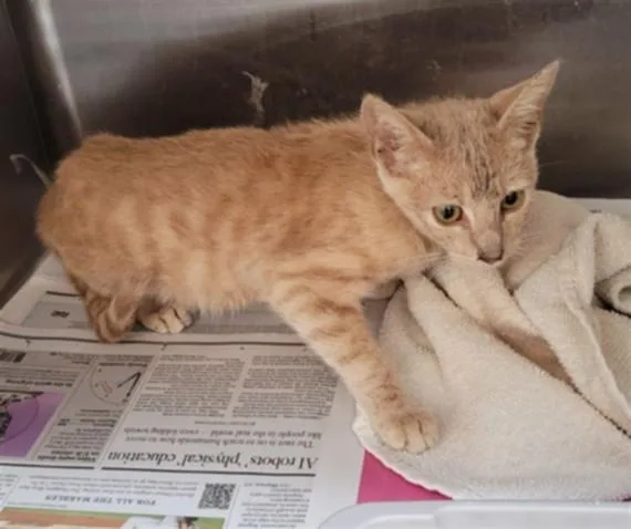 A young small-sized male Domestic Short Hair cat named Mustard for adoption in Los Angeles, CA