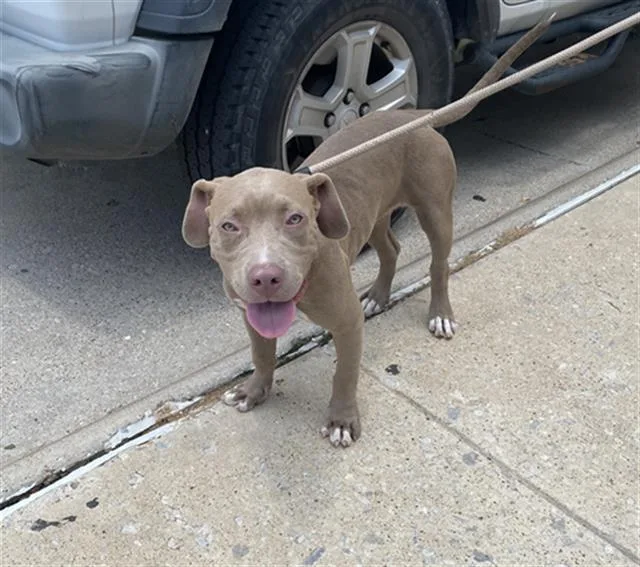 A young large-sized female Mixed Breed dog named Star for adoption in Dallas, TX