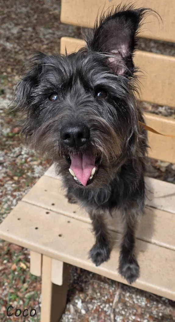 An adult small-sized female Schnauzer dog named Coco for adoption in Key Largo, FL