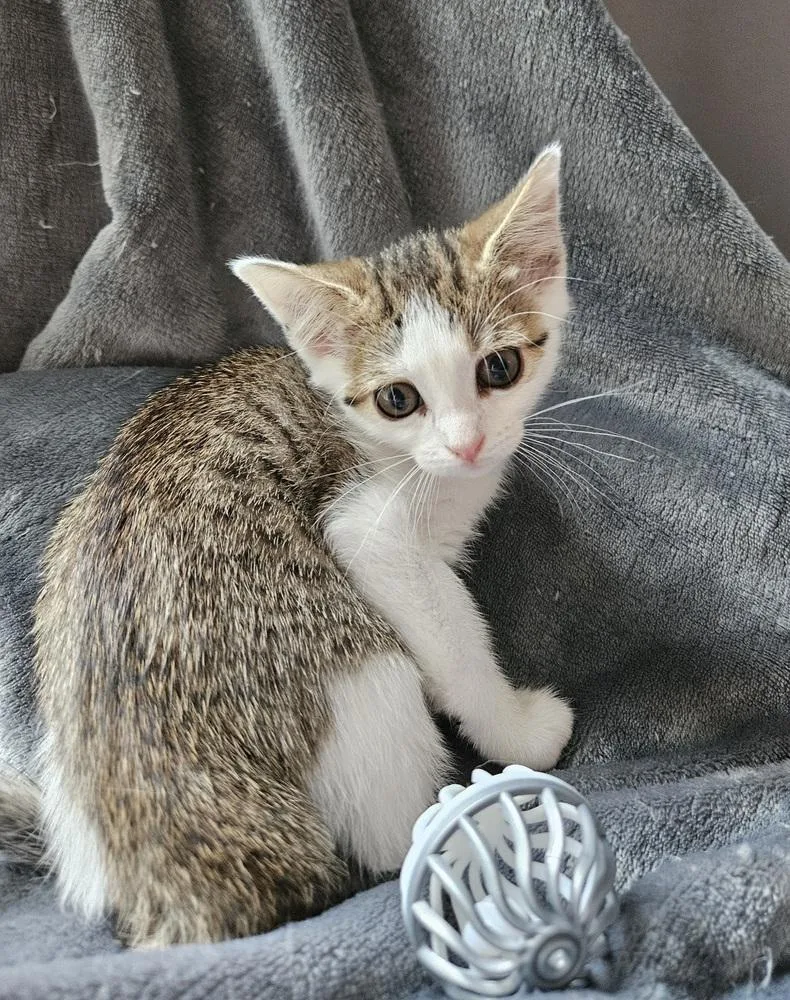 A baby small-sized male Domestic Short Hair cat named Moussaka for adoption in Greensboro, NC