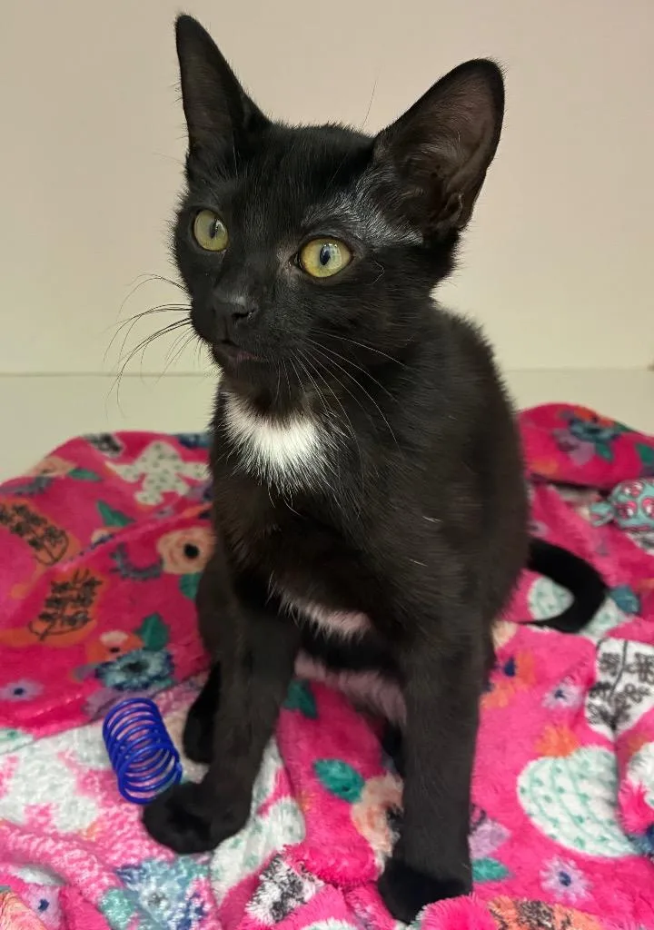 A baby medium-sized female Domestic Short Hair cat named Ziti for adoption in Hartsville, SC
