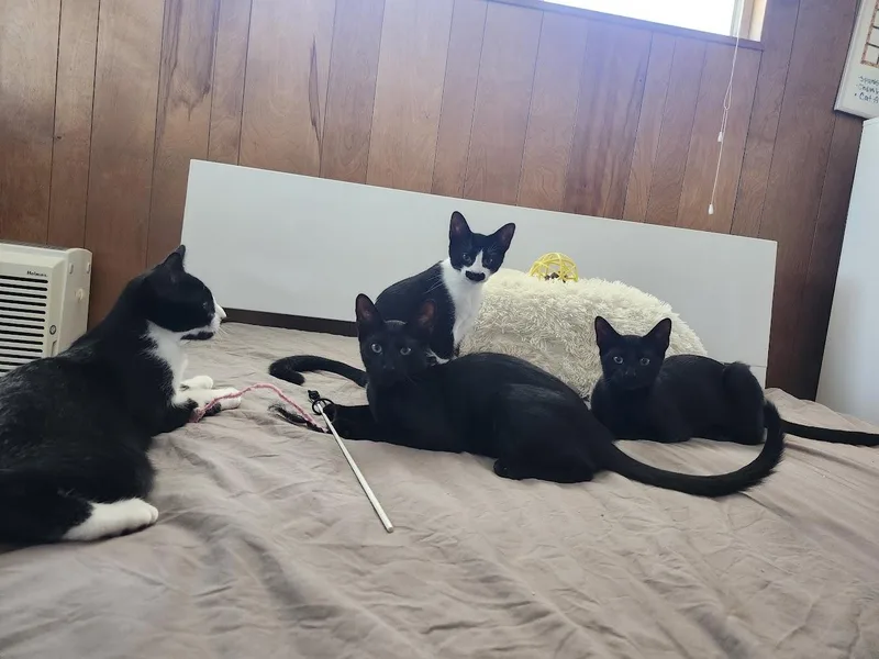 A baby small-sized male Black American Shorthair cat named Dobby for adoption in Inglewood, CA