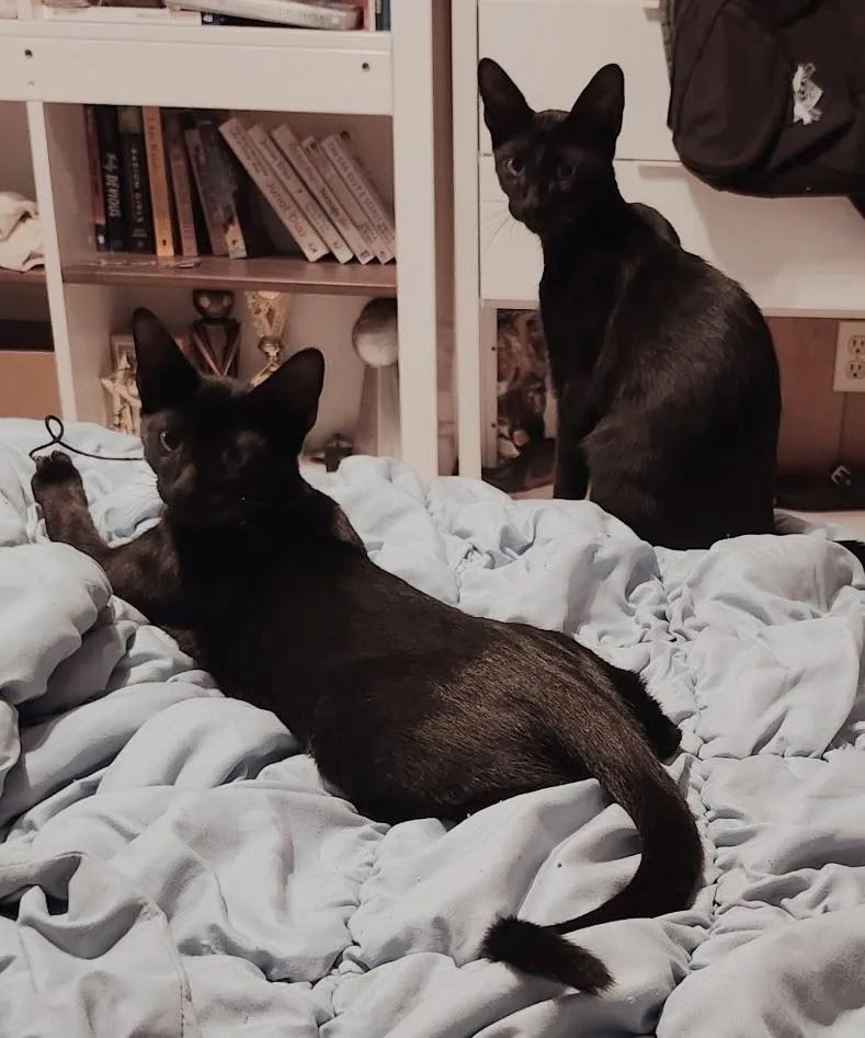 Dobby thumbnail 2