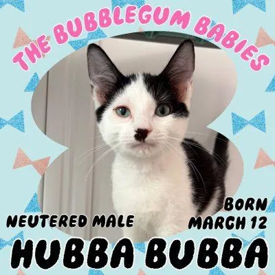 A baby small-sized male Black & White / Tuxedo Domestic Short Hair cat named Hubba Bubba for adoption in Salida, CA