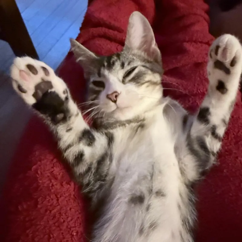 A baby medium-sized male Gray / Blue / Silver Domestic Short Hair cat named Popcorn for adoption in Middleton, WI