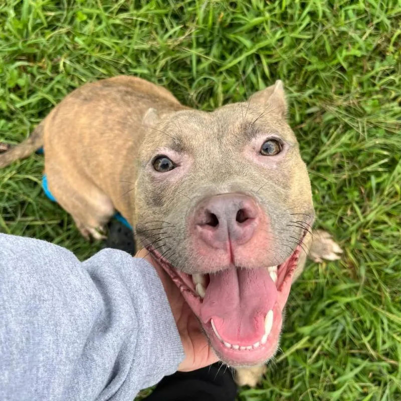 An adult medium-sized female Brindle Pit Bull Terrier dog named Lucy for adoption in York, PA