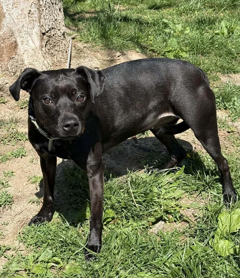 Rosemary thumbnail 2