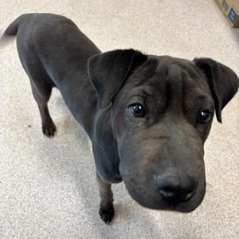 A young medium-sized female Black Shar-Pei dog named Ruffles aka Chyna for adoption in Horn Lake, MS
