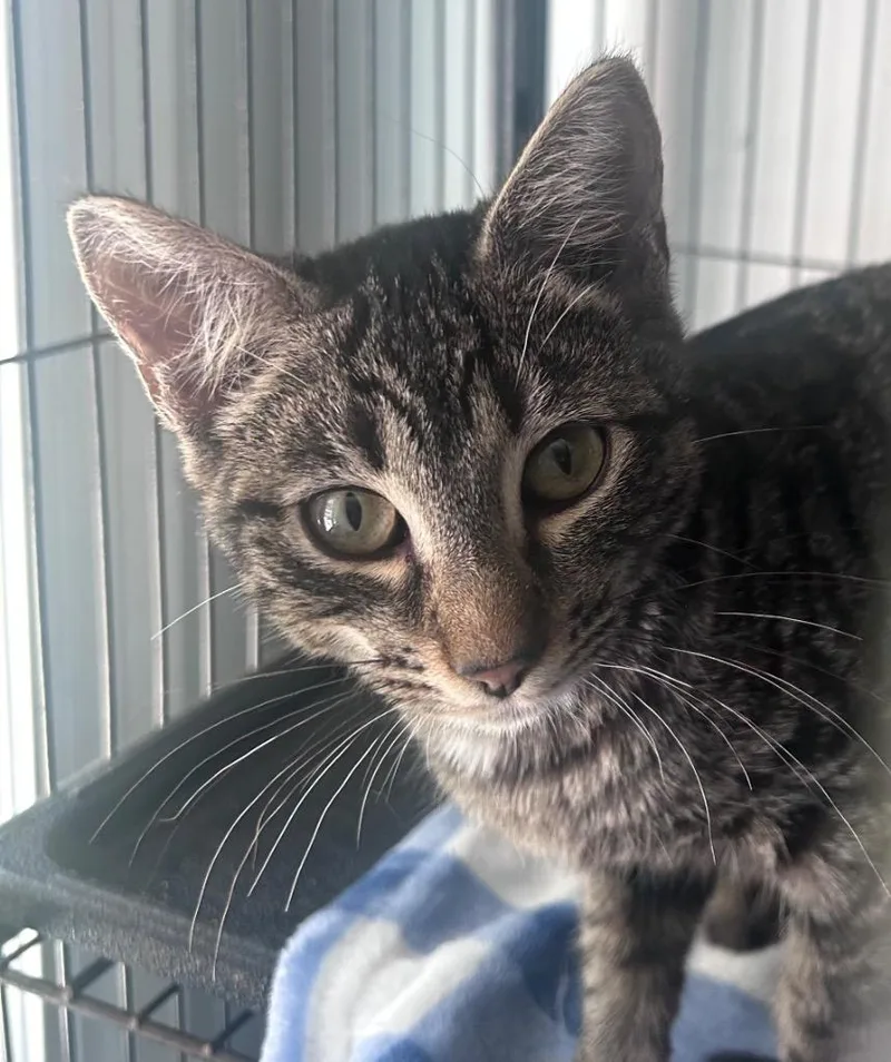 A baby medium-sized female Domestic Short Hair cat named Beverly for adoption in Cumming, GA